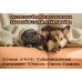 TWX® Home Pet Odor & Stain Eliminator 